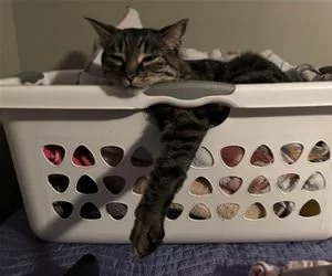 This_Is_So_Comfortable_s.webp