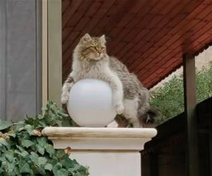 This_Light_s.webp