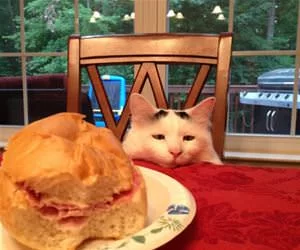 This_Looks_Good5666_s.webp