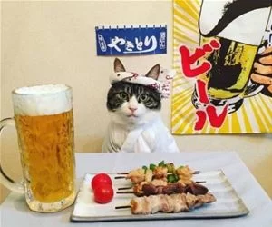 This_Ninja_s.webp
