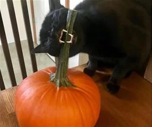 This_Pumpkin_s.webp