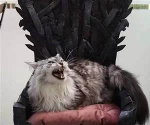 Throne_Cat_s.webp
