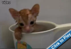 tiny-cup-of-kitten.webp