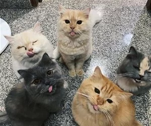 Tongues_Out6253_s.webp