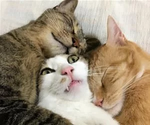 Too_Much_Hugging_s.webp