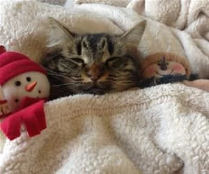 Tucked_In_Big_Time_s.webp