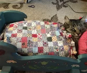 Tucked_Into_My_Cute_Bed_s.webp