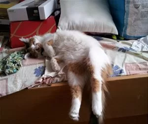 Tuckered_Out3365_s.webp