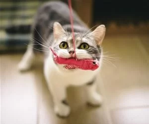 Tug_And_Pull_s.webp