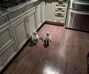 Twins4573_s.webp