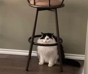 Under_My_Chair_s.webp