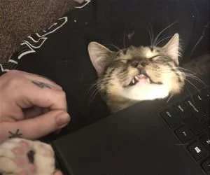 Under_The_Laptop_s.webp