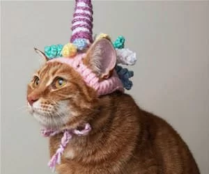 Unicorn_Cat_s.webp