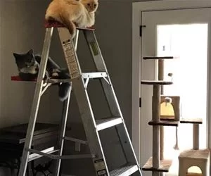 Up_On_The_Ladder_s.webp