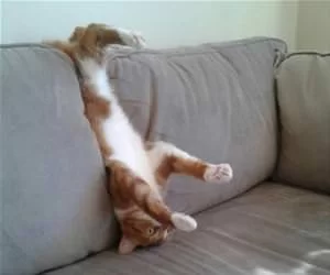 Upside_Down_Cat1944_s.webp