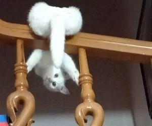 Upside_Down_Cat3451_s.webp