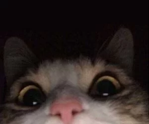Uses_My_Phone_s.webp