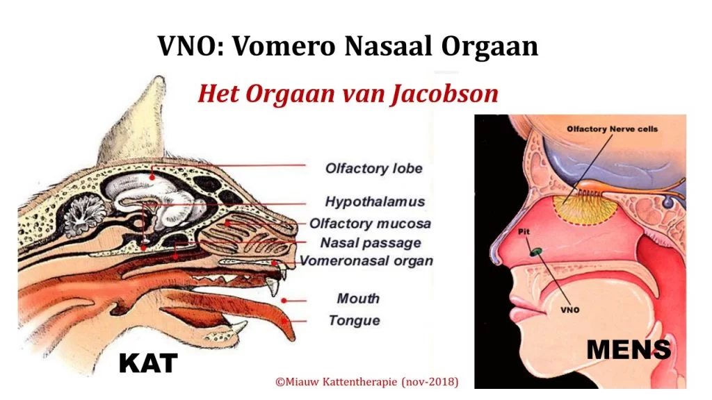 VNO-orgaan-Jacobson-1024x576.webp