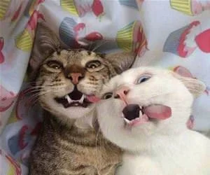 Wasssssssssup9884_s.webp