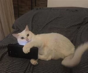 Watching_Cat_Videos5763_s.webp