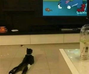 Watching_Some_Tom_And_Jerry_s.webp
