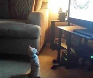 Watching_Some_Tv4405_s.webp