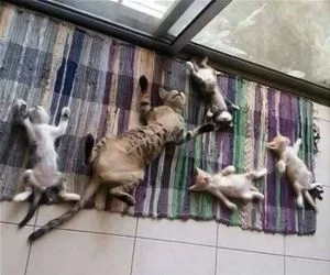 We_Are_All_Passed_Out_s.webp