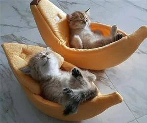 We_Are_So_Chill_s.webp