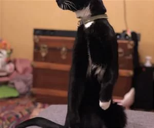We_Are_Standing_Tall_s.webp