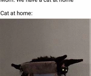 We_Can_Get_A_Cat_s.webp