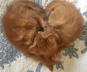 We_Made_A_Heart_s.webp