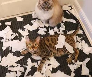 We_Made_A_Mess_s.webp