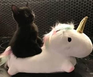 We_Ride_At_Dawn_s.webp