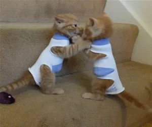 We_Will_Fight_s.webp