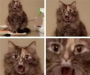 Whaaaaaaaa9341_s.webp