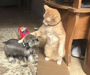 What_A_Good_Boy_s.webp