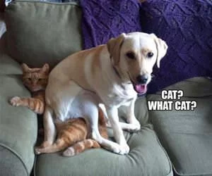 What_Cat_s.webp