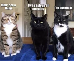 What_Did_You_See_s.webp