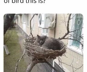 What_Type_Of_Bird_Is_This_s.webp