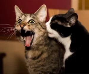 Whatttt_You_Say_s.webp