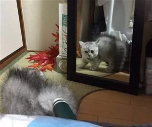Who_Is_Dis_s.webp