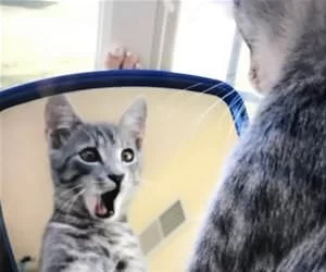 Who_Is_This_Handsome_Cat_s.webp
