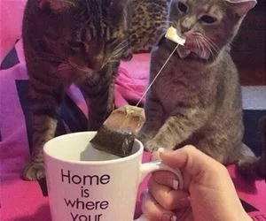 Who_Wants_Some_Tea_s.webp