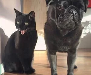 Whoa_Did_You_See_That_s.webp