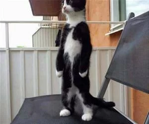 Whoa_What_Is_Over_There_s.webp