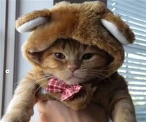 Why_You_Do_This_To_Me_Human_s.webp