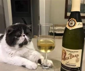 Wine_Critic_s.webp