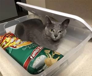 With_The_Snacks_s.webp