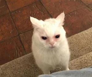 Woke_You_Up_s.webp
