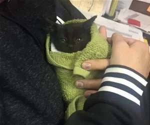 Wrapped_Up_Kitty_s.webp